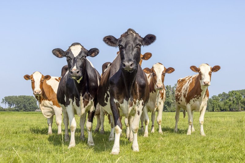 Un grupo de vacas en un campo