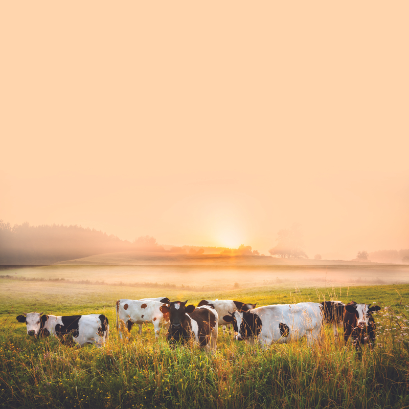 Vacas en los pastos al atardecer