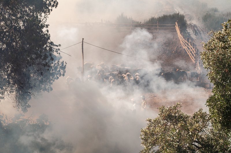 Ganado rodeado de humo espeso durante un incendio forestal, con dos personas con equipo de protección cerca.