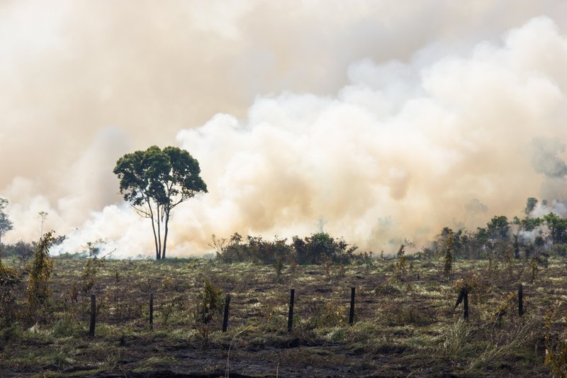Humo en los campos procedente de la quema para ganar terrenos para la ganadería industrial